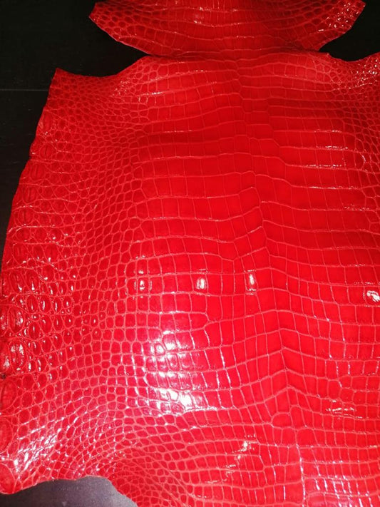 All About the Porosus Crocodile!