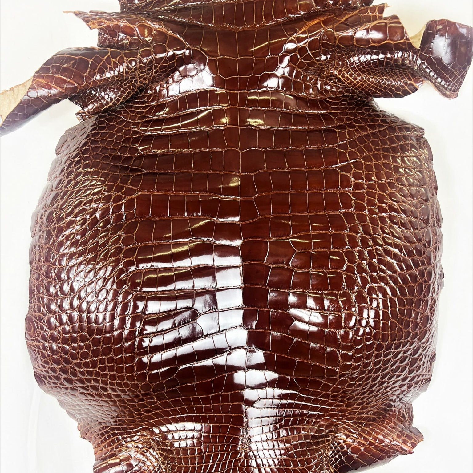 Glazed Shiny Alligator