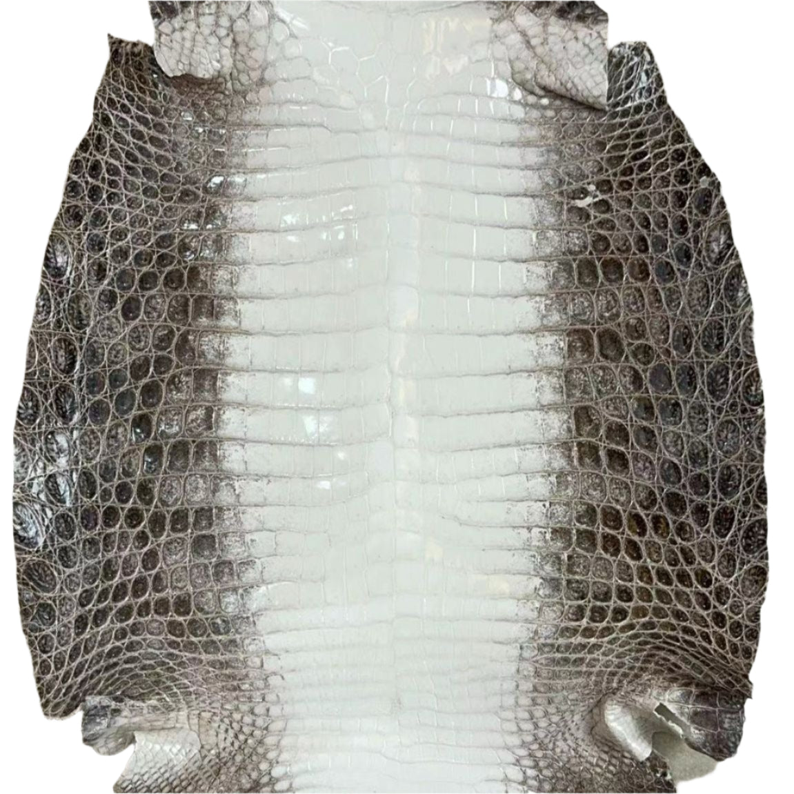 Shiny Himalayan (Glazed) - Sunny Exotic Leathers