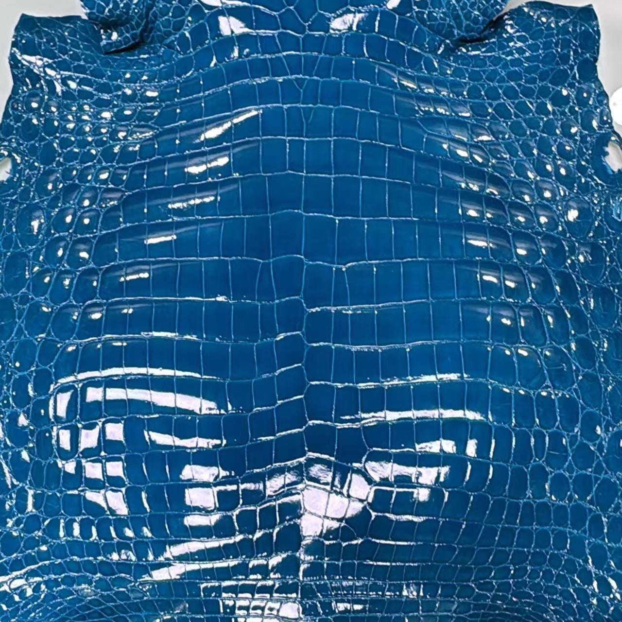 Glazed Porosus Crocodile