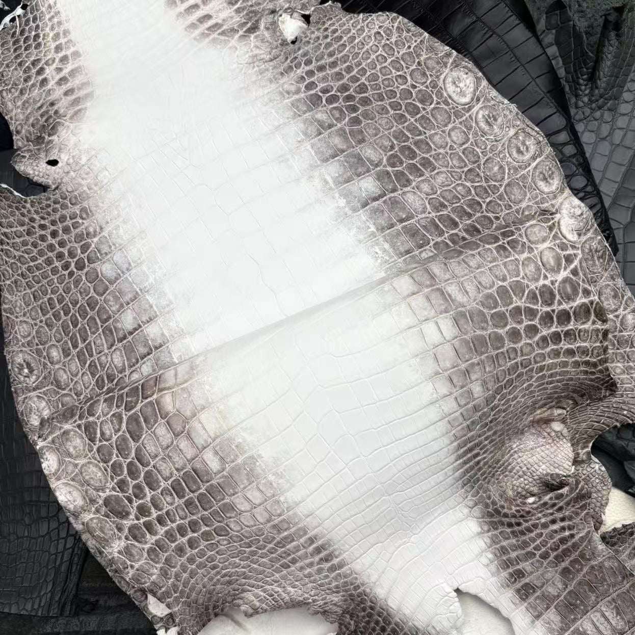 Himalayan (Millennium Finish) - Sunny Exotic Leathers