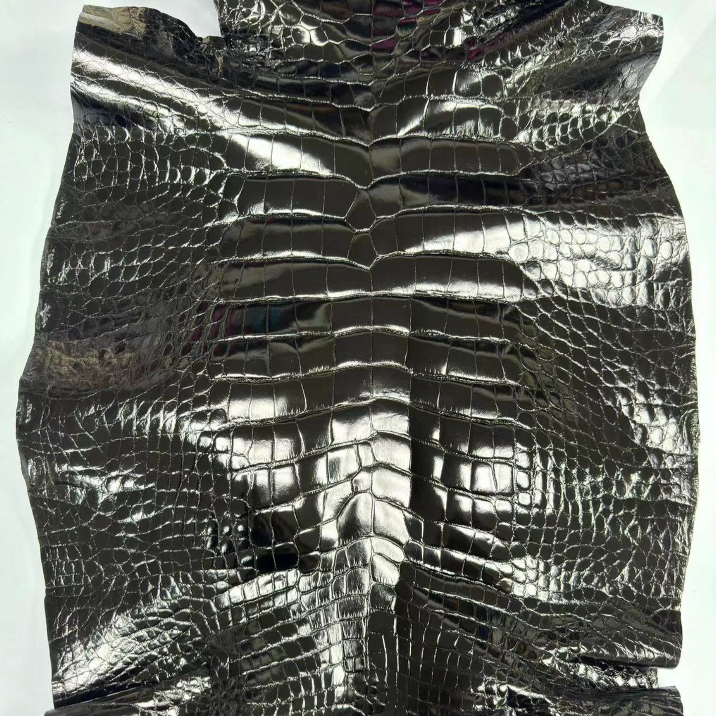 Glazed Shiny Alligator
