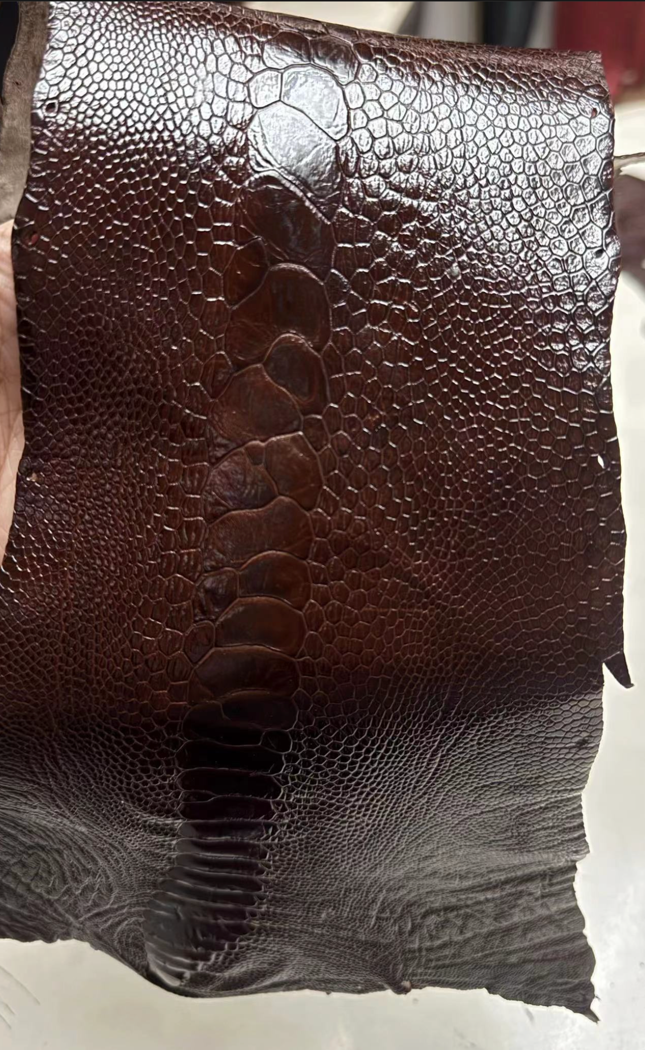 Ostrich Leg Exotic Leather - Sunny Exotic Leathers