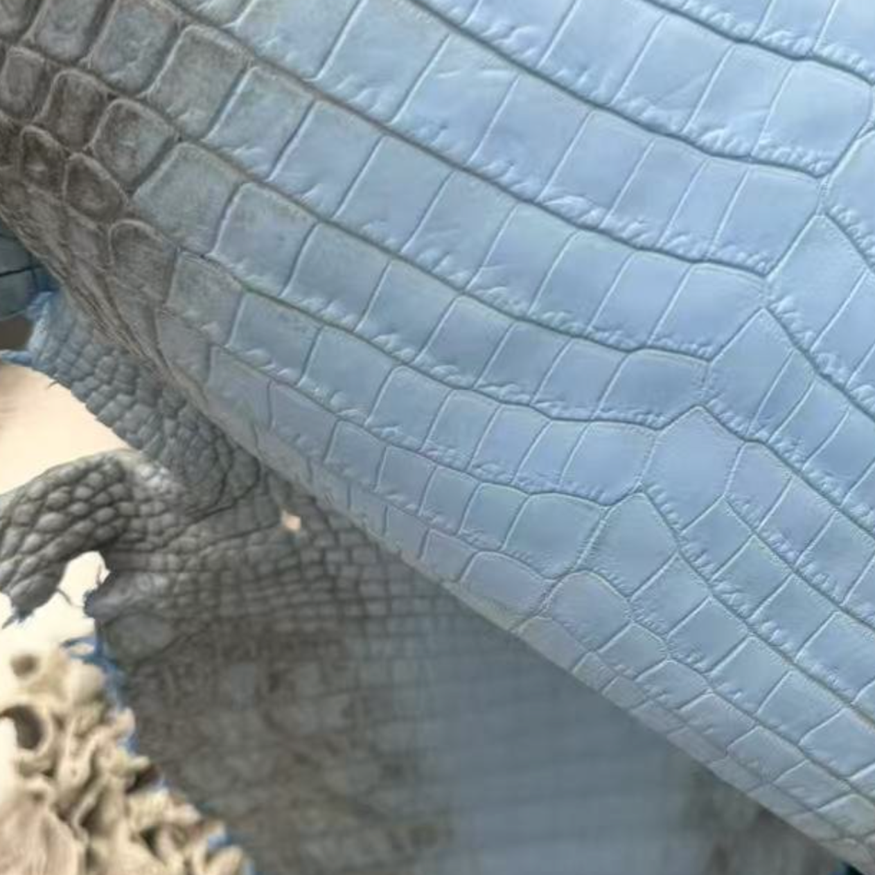 Light Matte Himalayans - Sunny Exotic Leathers