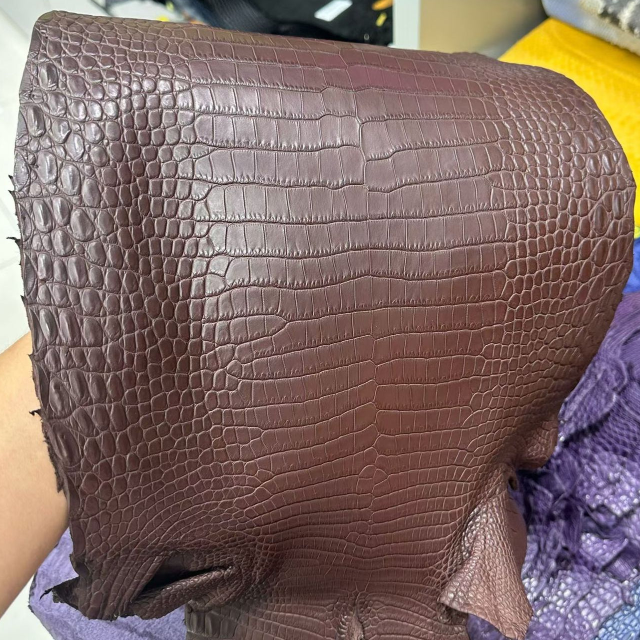 Matte-Finished Gators