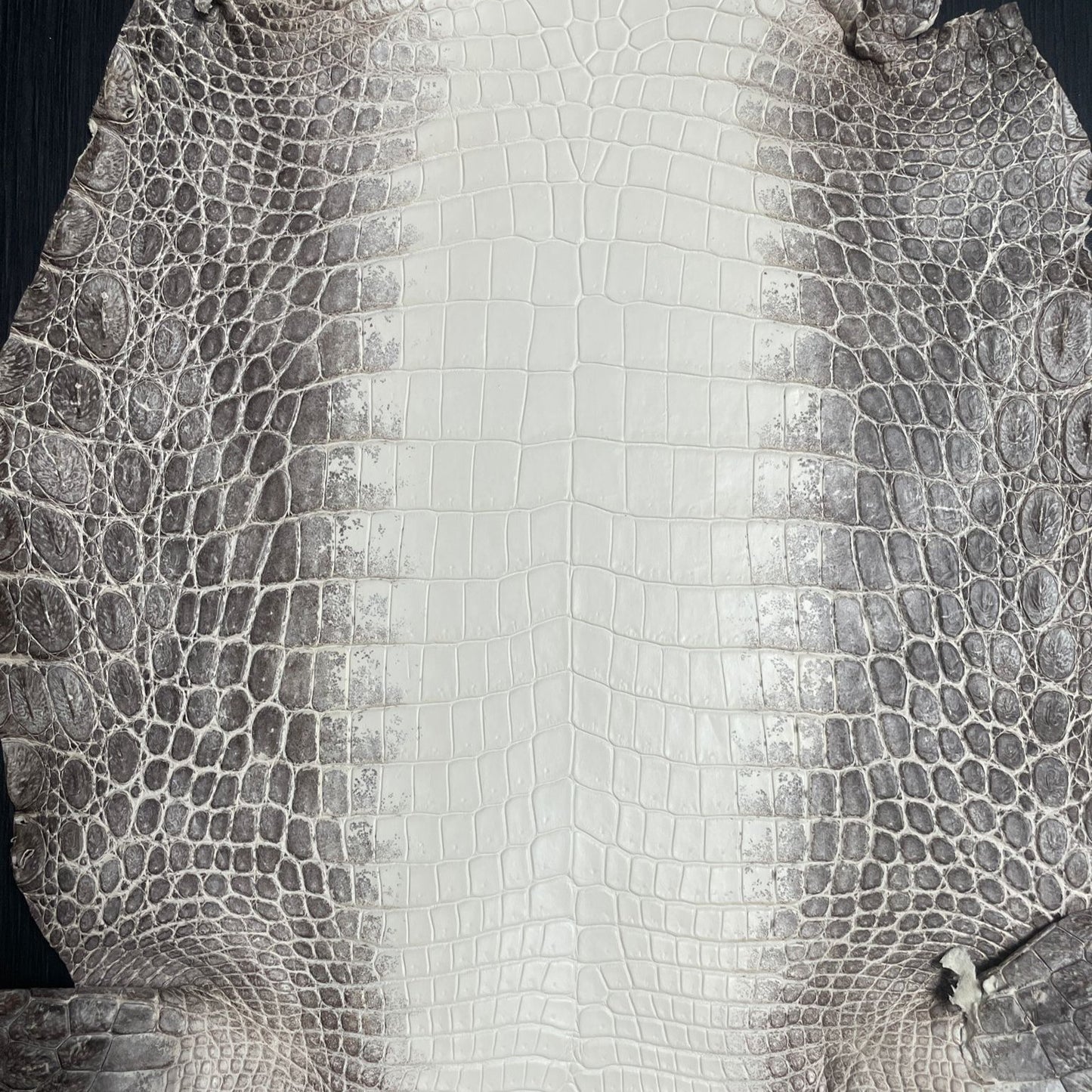 Himalayan Nilo Crocodile Matte Finish (Grade 1) - Sunny Exotic Leathers