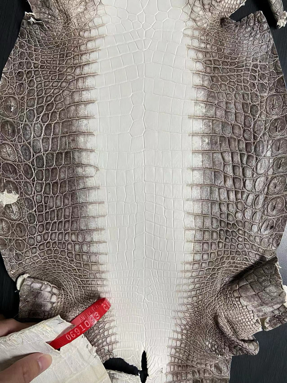 Himalayan Crocodile Exotic Leather: Elevating BeSpoke Luxury Fashion, Guaranteed, with Sunny Exotic Leather Tannery's Timelessly Beautiful Crocodile Skins!