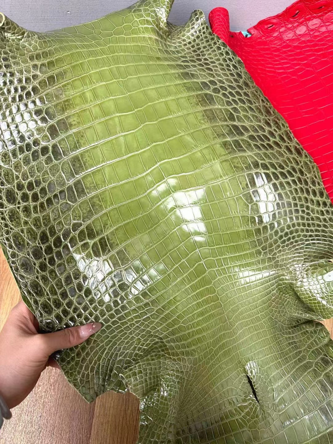 NEW Colored Two-Toned Himalayan Nile Crocodile - Sunny Exotic Leathers