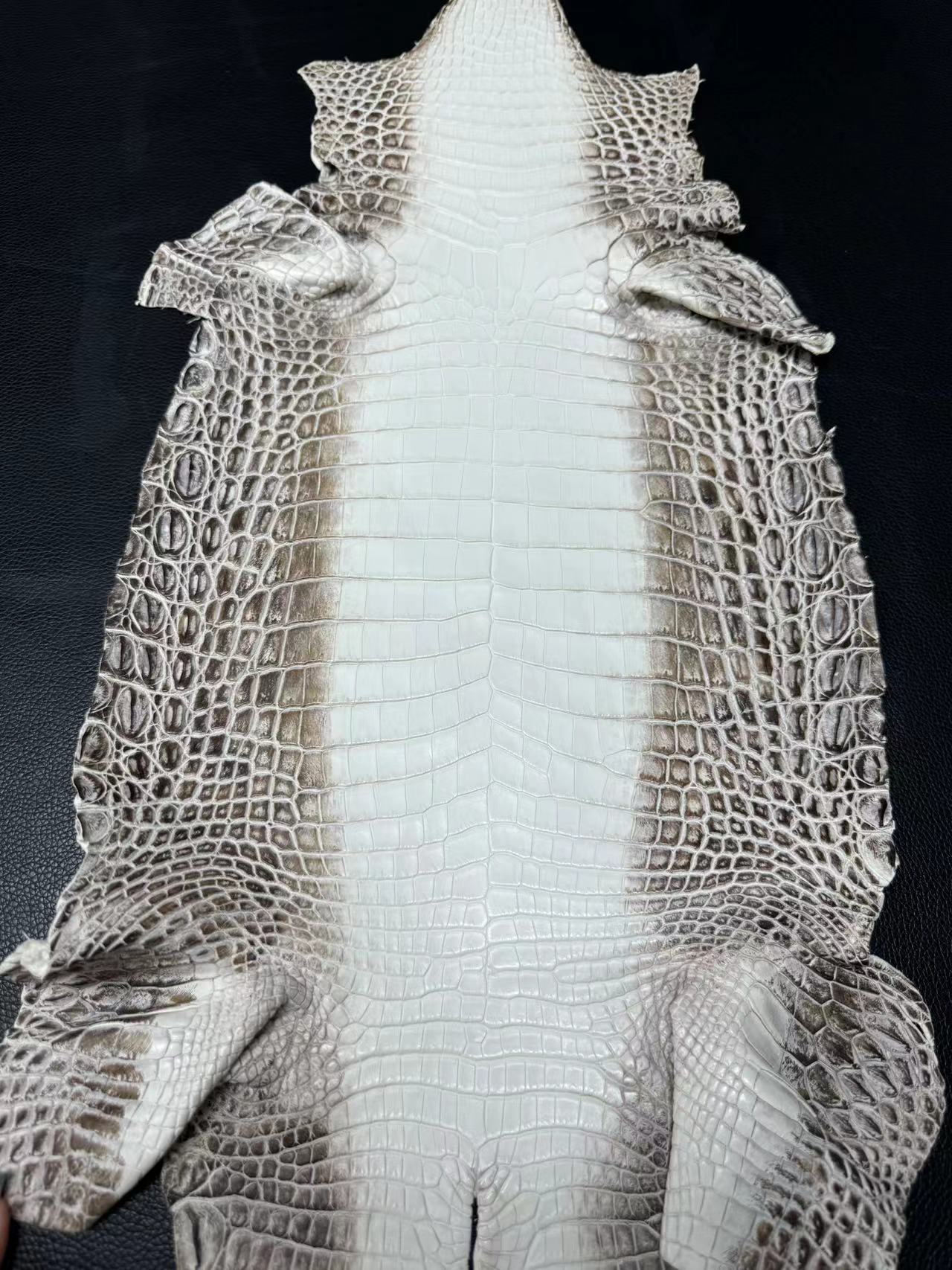 Himalayan Crocodile