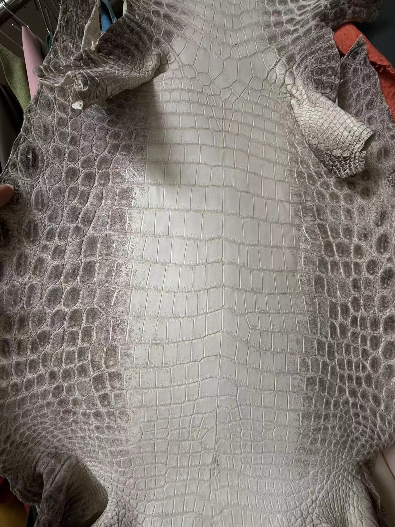 Himalayan Crocodile (Dark)