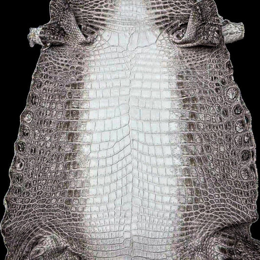 Himalayan Crocodile