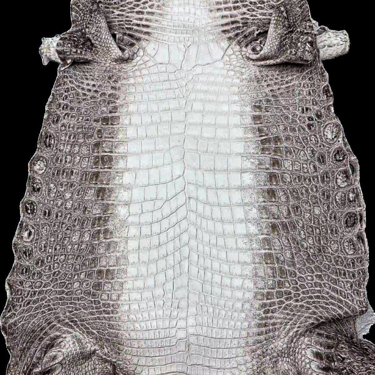 Himalayan Crocodile (Dark)