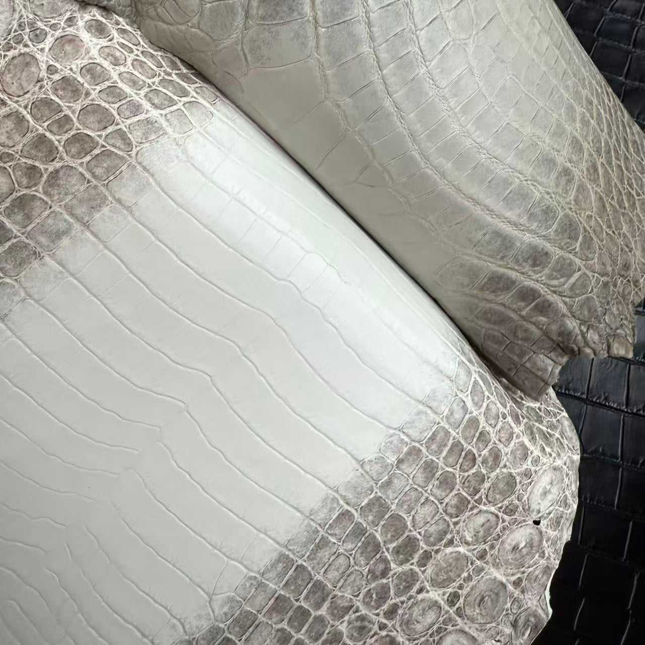 Light Matte Himalayans