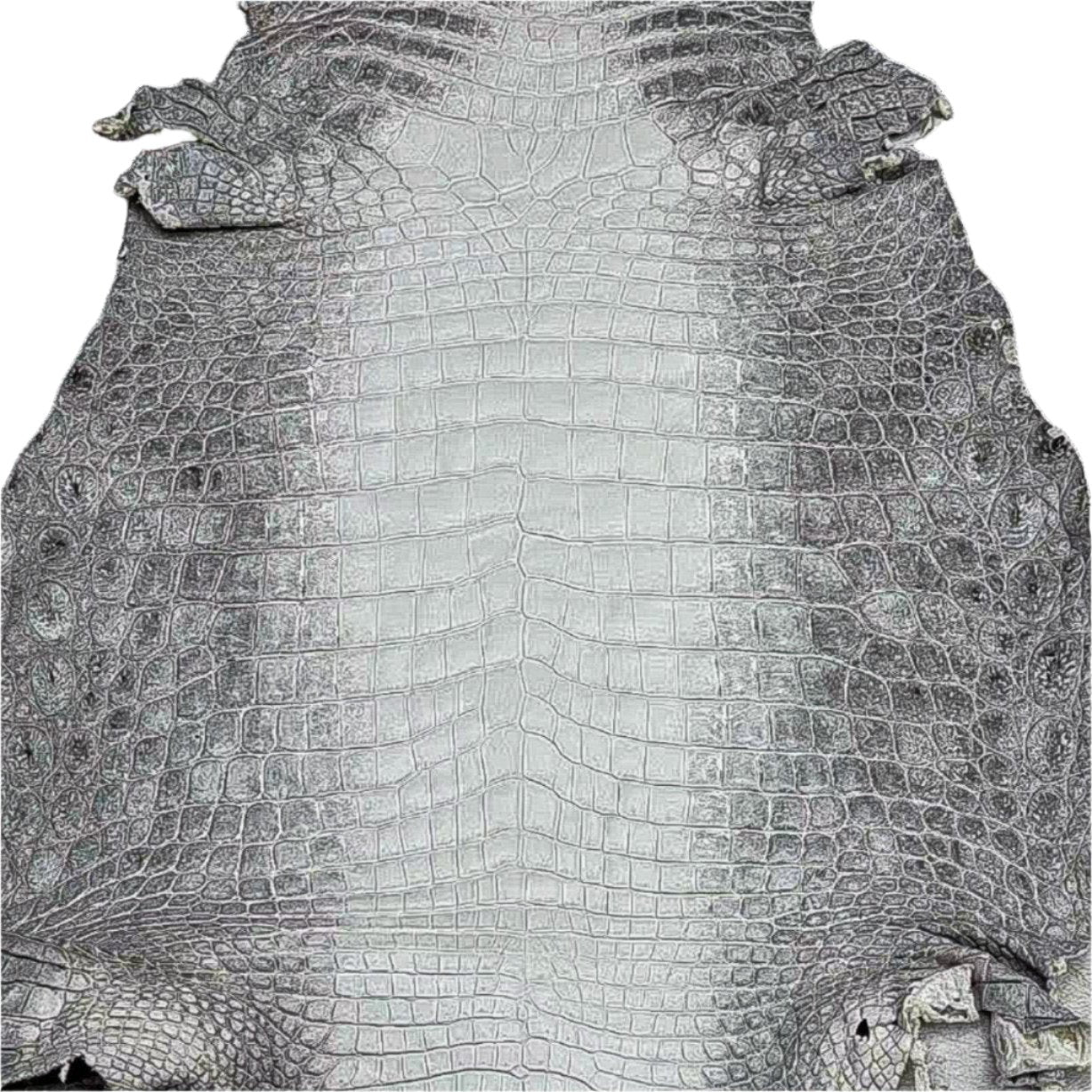 Himalayan Crocodile