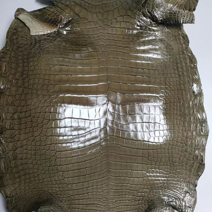 Glazed Porosus Crocodile