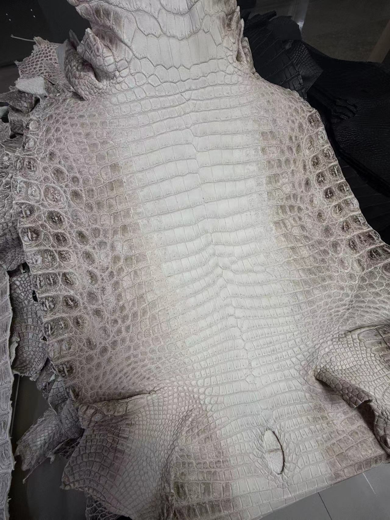 Himalayan Crocodile (Dark)