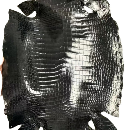 Glazed Porosus Crocodile