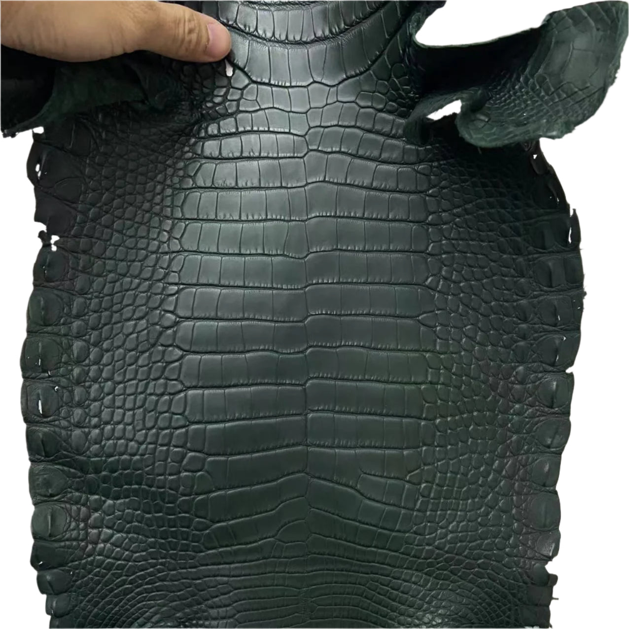 Matte Alligator