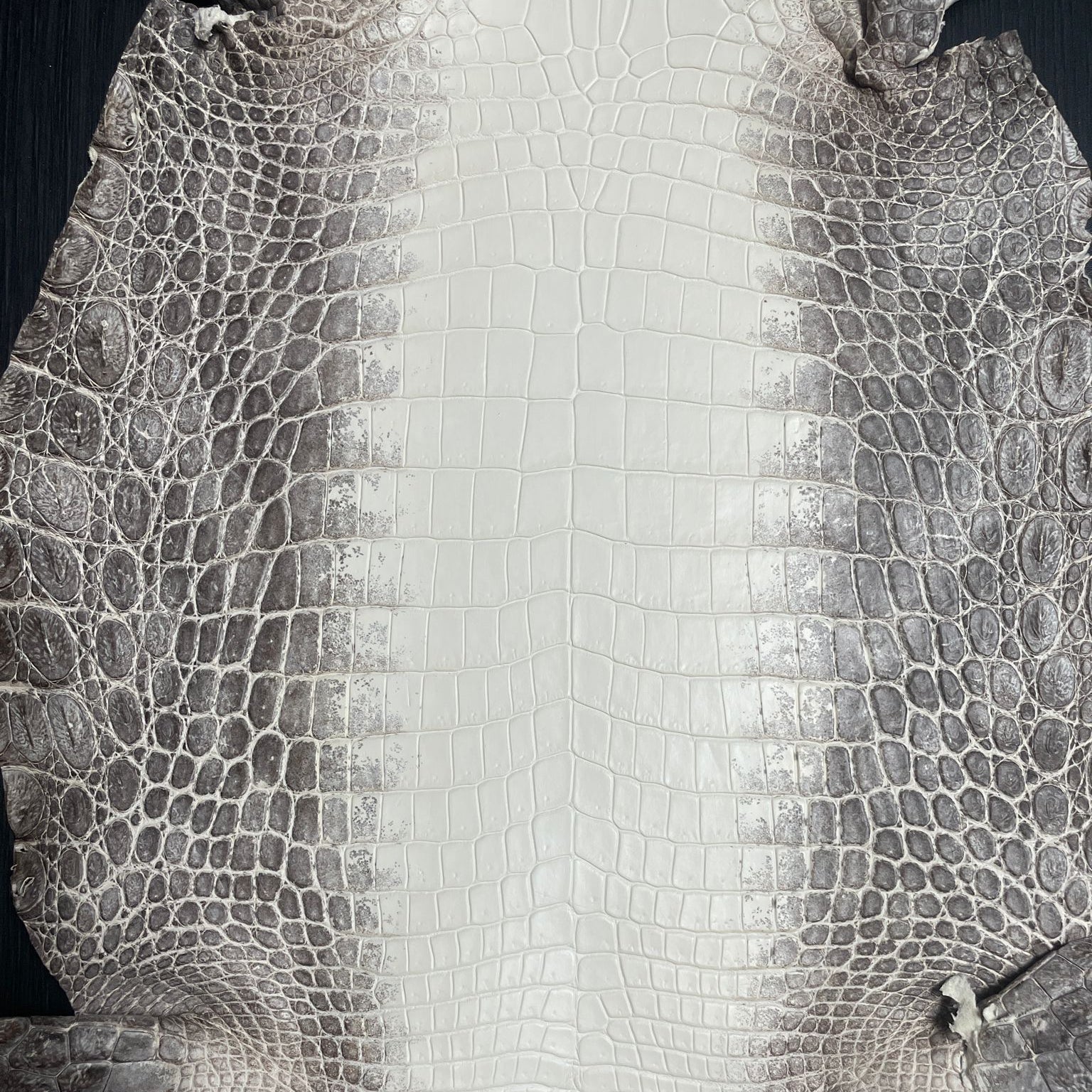 Sunny Exotic Leather Tannery - Luxury Crocodile, Python & Lizard Skins