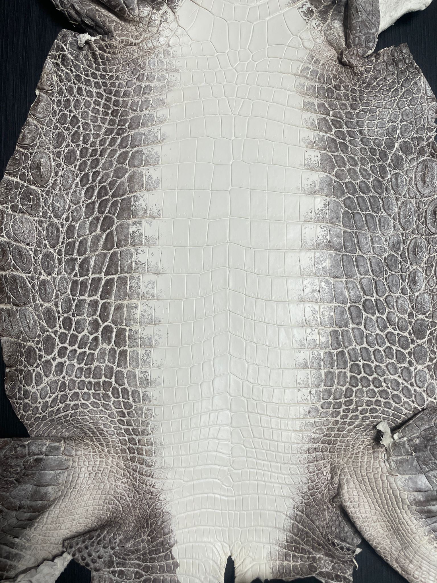 Himalayan Crocodile Skin - 25cm- Grade 1 (Matte)