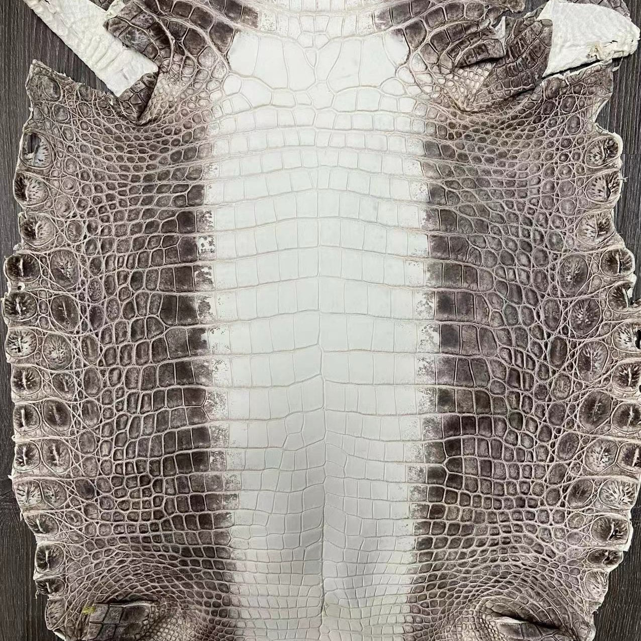 Himalayan Crocodile (Dark)