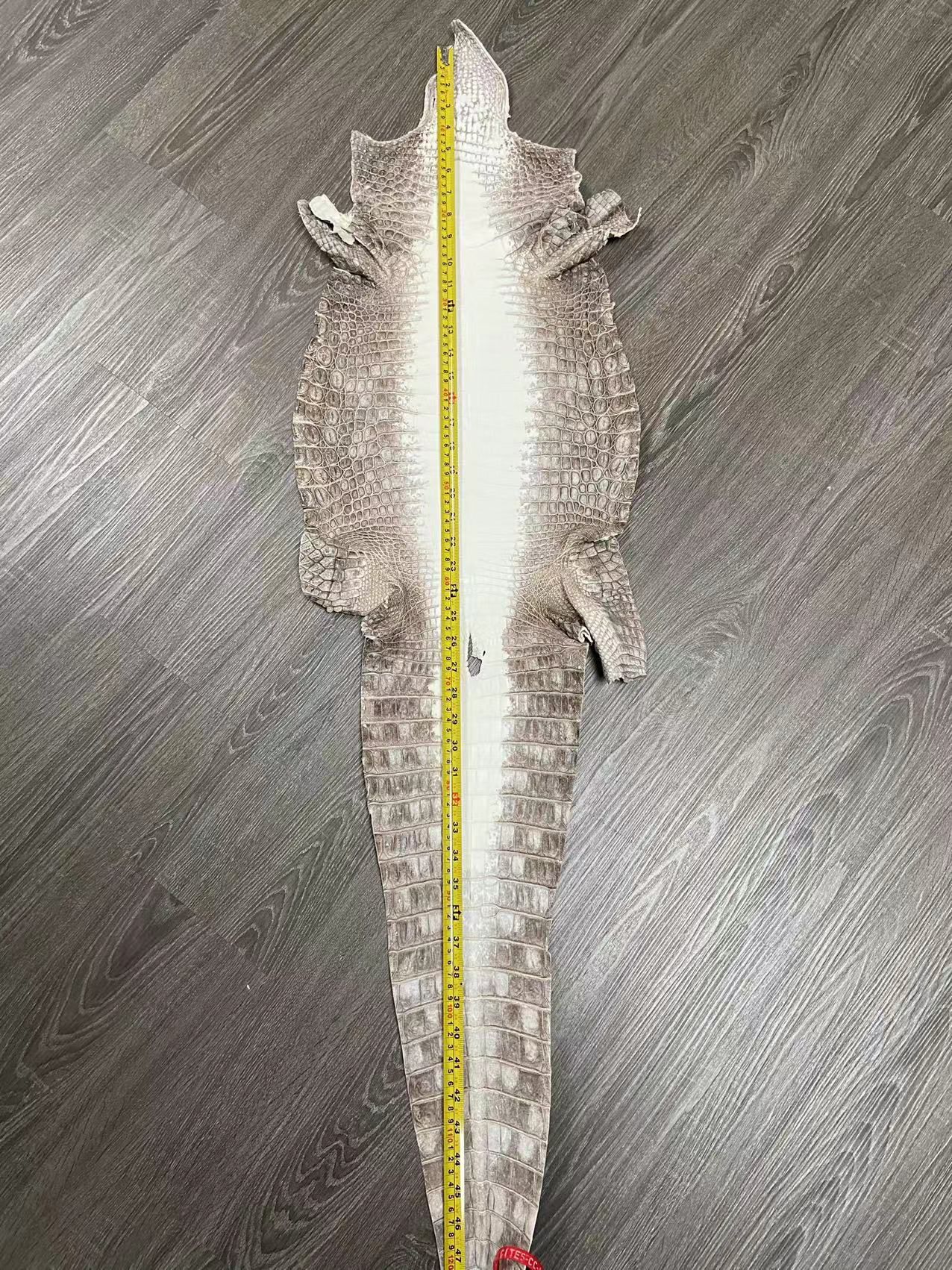 Niloticus crocodile 2024 himalaya